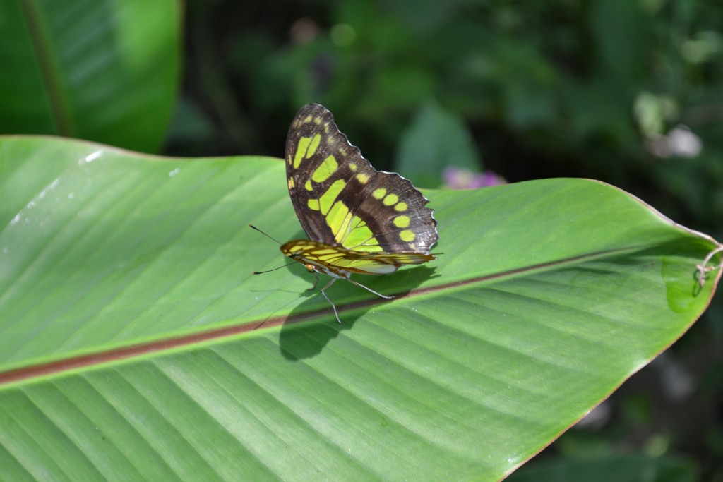 Foto: Terrariun, Jardin De Mariposas - Las Garita (Alajuela), Costa Rica