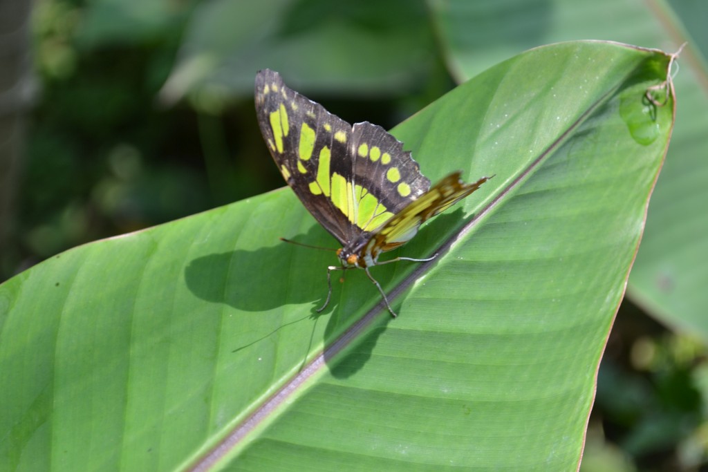 Foto: Terrariun, Jardin De Mariposas - Las Garita (Alajuela), Costa Rica