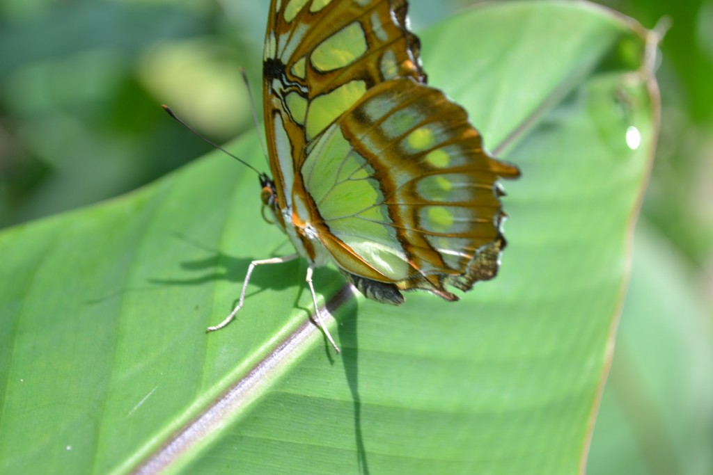 Foto: Terrariun,  Jardin De Mariposas - Las Garita (Alajuela), Costa Rica
