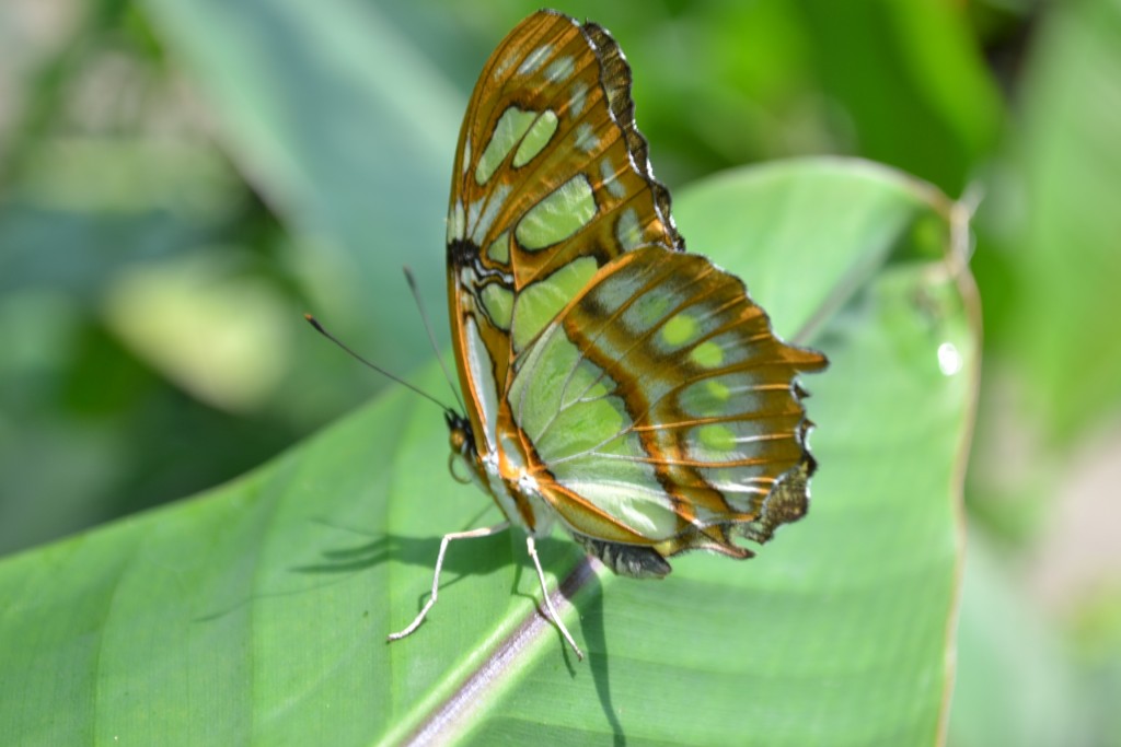 Foto: Terrariun,  Jardin De Mariposas - Las Garita (Alajuela), Costa Rica