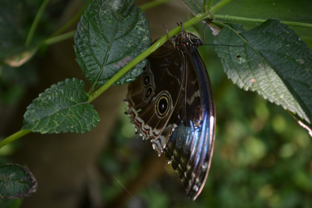 Foto: Terrariun,  Jardin De Mariposas - Las Garita (Alajuela), Costa Rica