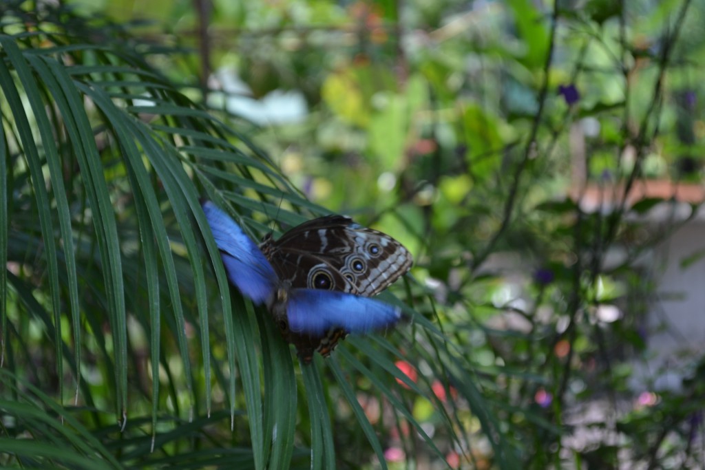 Foto: Terrariun,  Jardin De Mariposas - Las Garita (Alajuela), Costa Rica