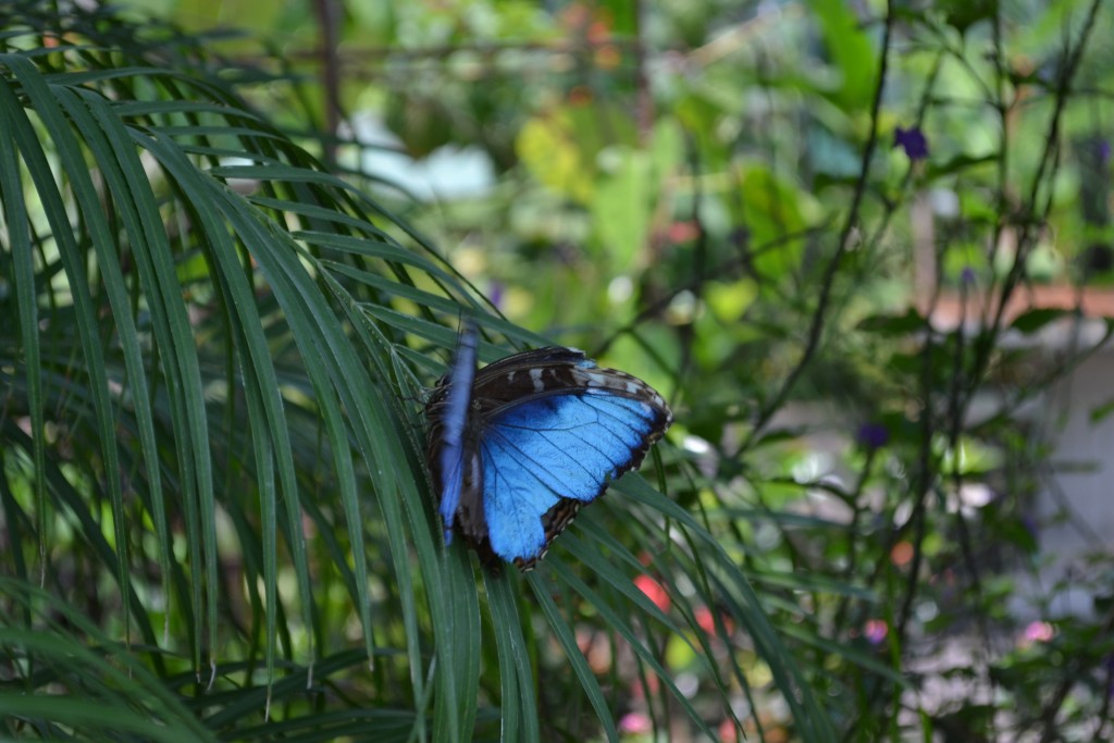 Foto: Terrariun,  Jardin De Mariposas - Las Garita (Alajuela), Costa Rica