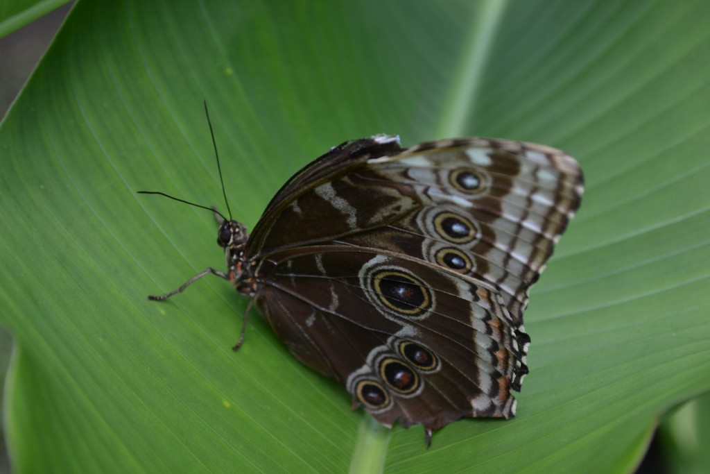 Foto: Terrariun,  Jardin De Mariposas - Las Garita (Alajuela), Costa Rica