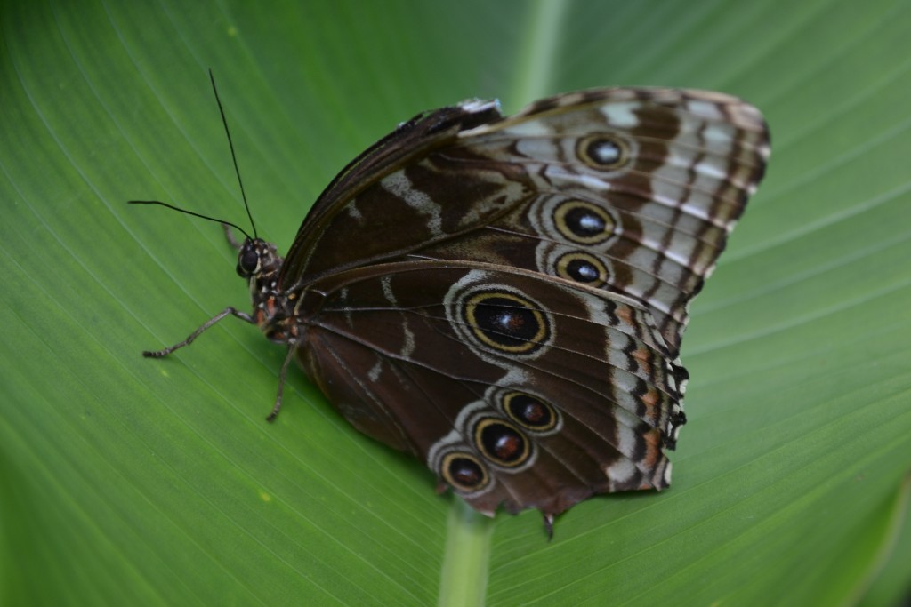 Foto: Terrariun,  Jardin De Mariposas - Las Garita (Alajuela), Costa Rica