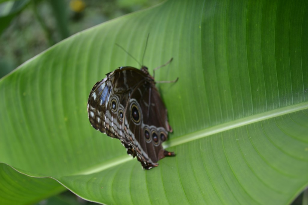 Foto: Terrariun,  Jardin De Mariposas - Las Garita (Alajuela), Costa Rica