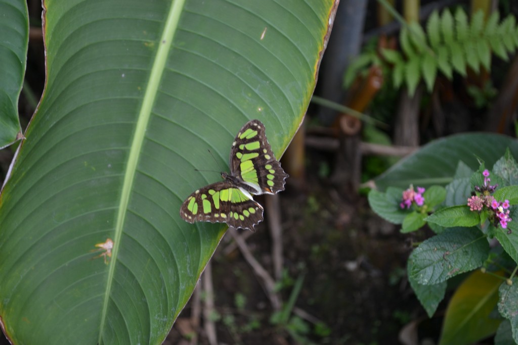 Foto: Terrariun,  Jardin De Mariposas - Las Garita (Alajuela), Costa Rica