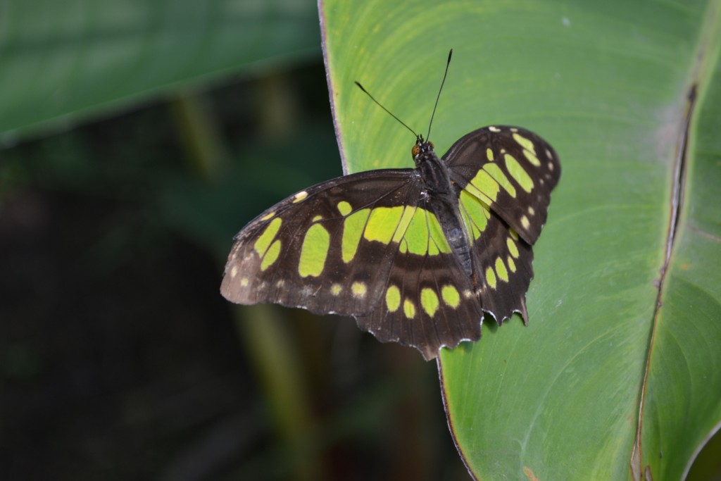 Foto: Terrariun,  Jardin De Mariposas - Las Garita (Alajuela), Costa Rica