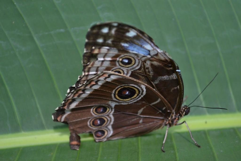 Foto: Terrariun,  Jardin De Mariposas - Las Garita (Alajuela), Costa Rica