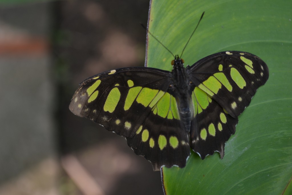 Foto: Terrariun,  Jardin De Mariposas - La Garita (Alajuela), Costa Rica