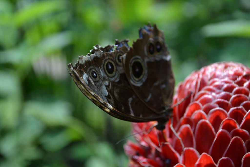 Foto: Terrariun,  Jardin De Mariposas - La Garita (Alajuela), Costa Rica