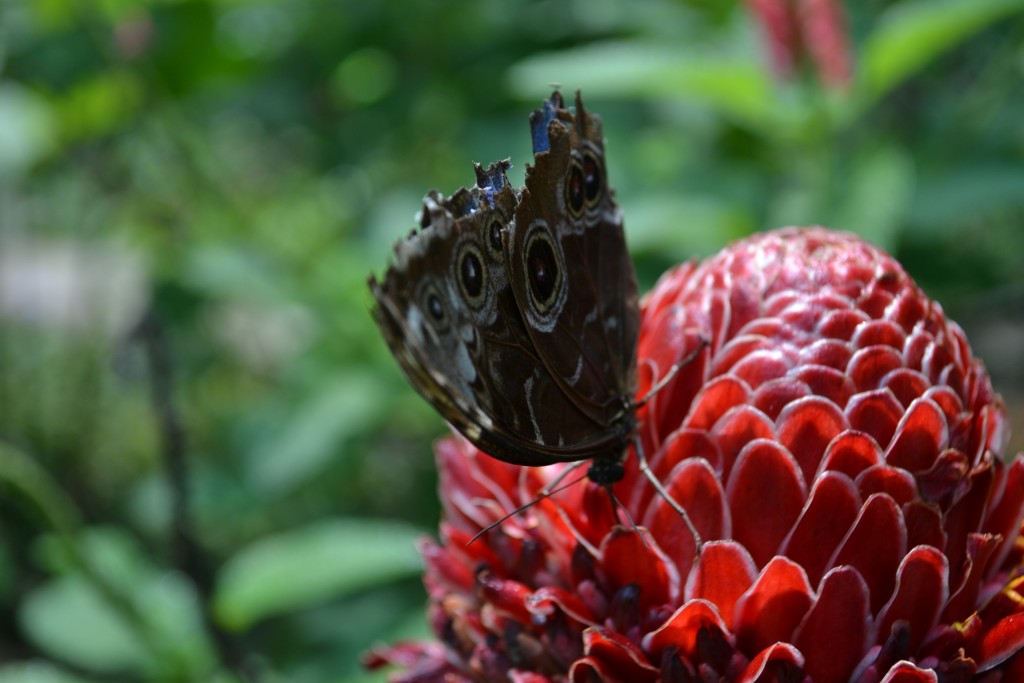 Foto: Terrariun,  Jardin De Mariposas - La Garita (Alajuela), Costa Rica