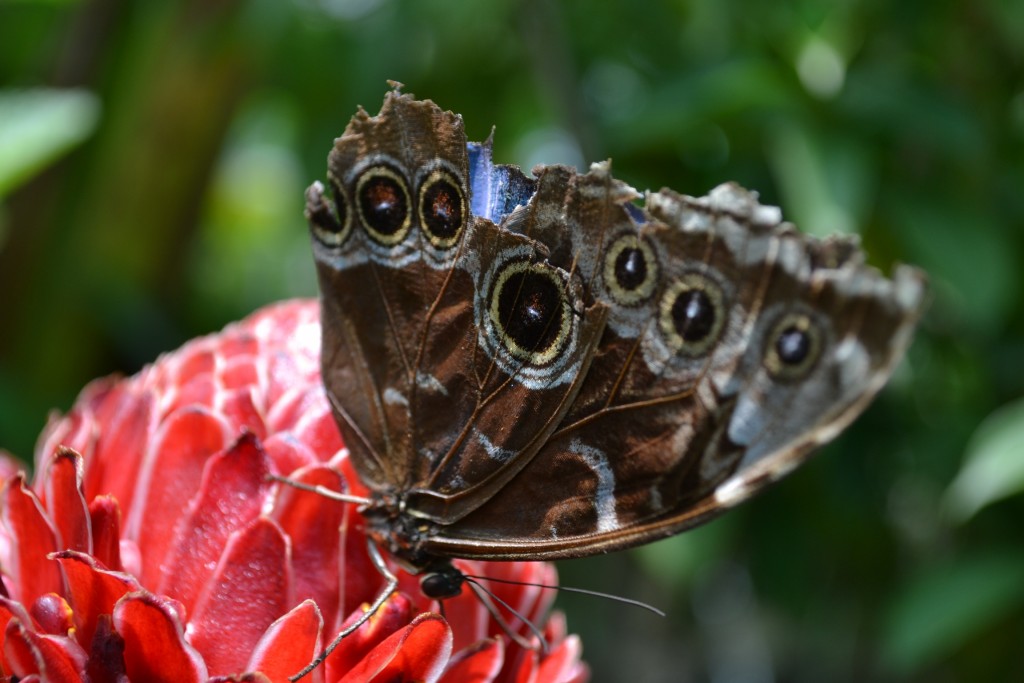 Foto: Terrariun,  Jardin De Mariposas - La Garita (Alajuela), Costa Rica