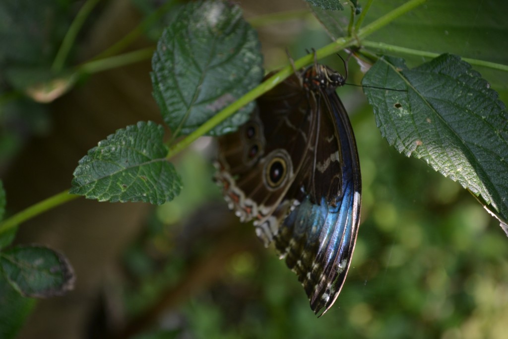 Foto: Terrariun,  Jardin De Mariposas - La Garita (Alajuela), Costa Rica
