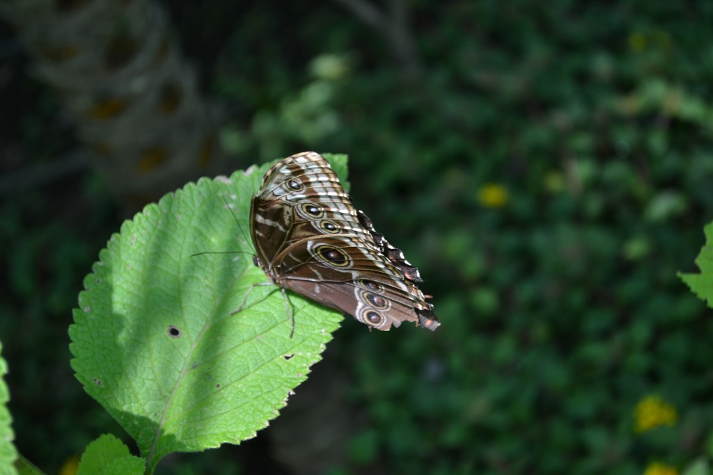 Foto: Terrariun,  Jardin De Mariposas - La Garita (Alajuela), Costa Rica