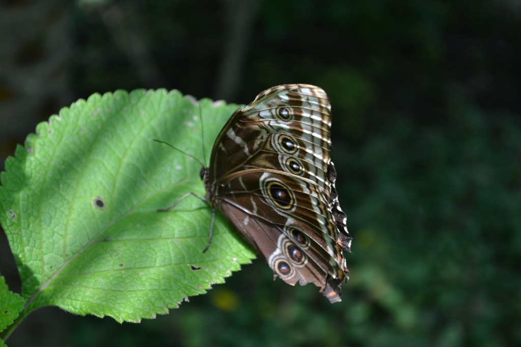 Foto: Terrariun,  Jardin De Mariposas - La Garita (Alajuela), Costa Rica