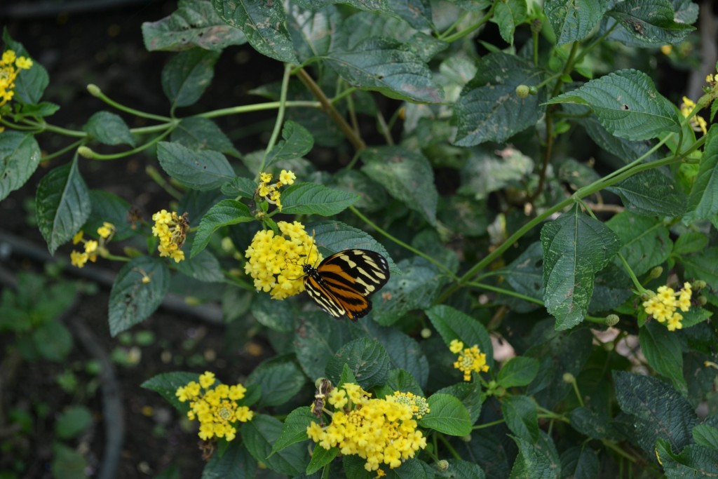 Foto: Terrariun,  Jardin De Mariposas - La Garita (Alajuela), Costa Rica