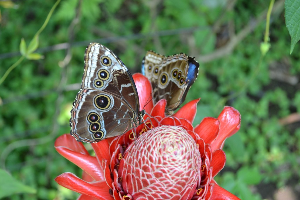 Foto: Terrariun,  Jardin De Mariposas - La Garita (Alajuela), Costa Rica