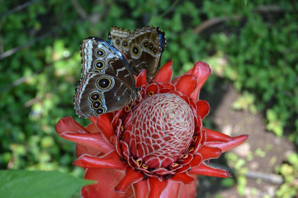 Foto: Terrariun,  Jardin De Mariposas - La Garita (Alajuela), Costa Rica