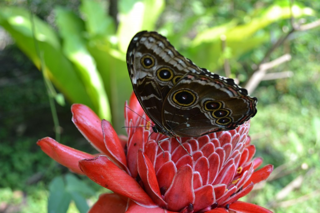 Foto: Terrariun,  Jardin De Mariposas - La Garita (Alajuela), Costa Rica