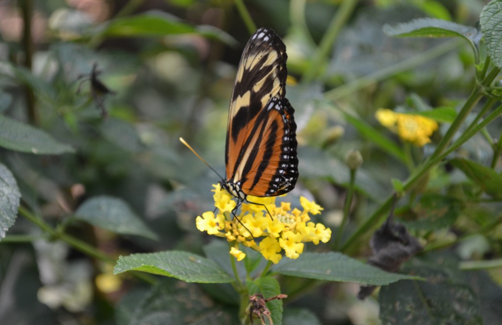 Foto: Terrariun,  Jardin De Mariposas - La Garita (Alajuela), Costa Rica