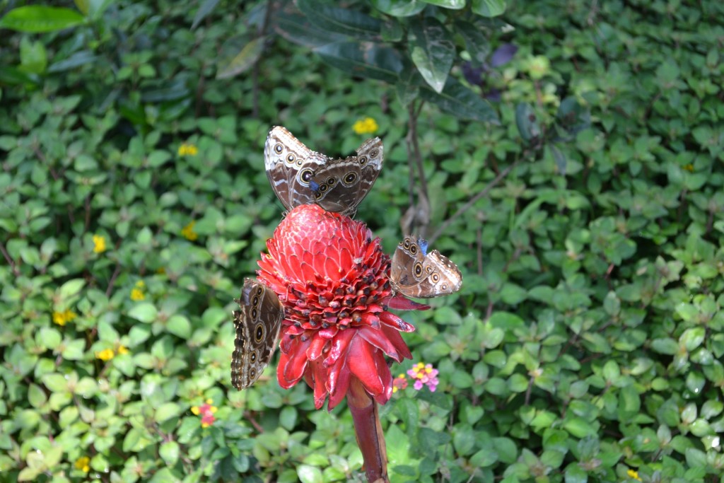 Foto: Terrariun,  Jardin De Mariposas - La Garita (Alajuela), Costa Rica