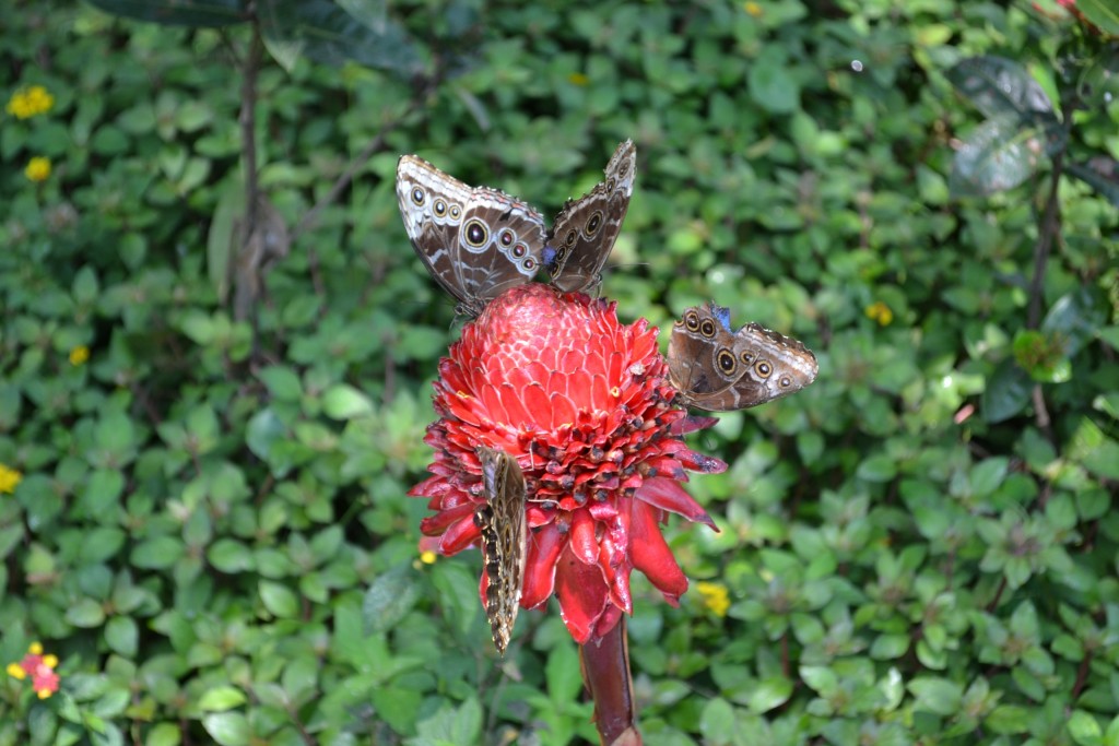 Foto: Terrariun,  Jardin De Mariposas - La Garita (Alajuela), Costa Rica