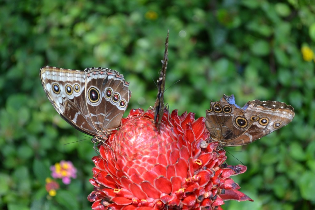 Foto: Terrariun,  Jardin De Mariposas - La Garita (Alajuela), Costa Rica