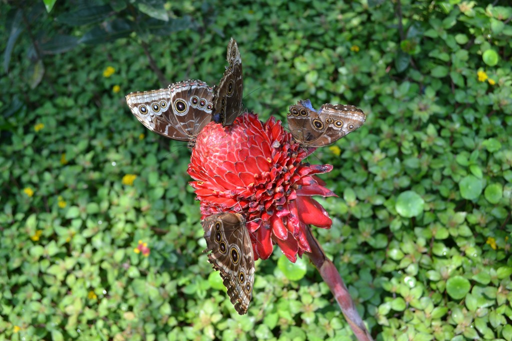 Foto: Terrariun,  Jardin De Mariposas - La Garita (Alajuela), Costa Rica