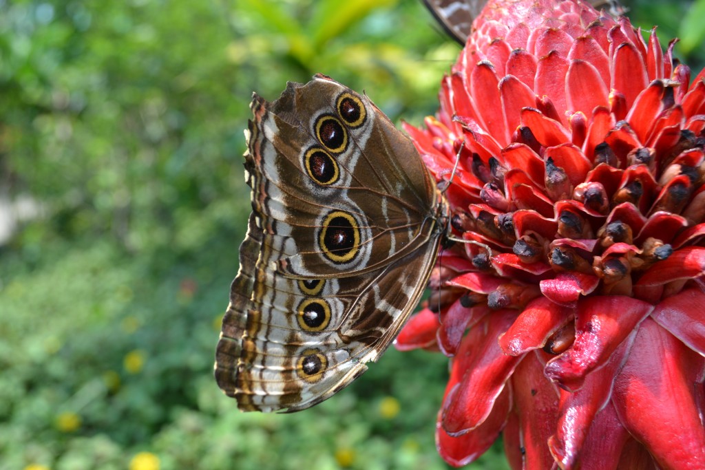 Foto de La Garita (Alajuela), Costa Rica