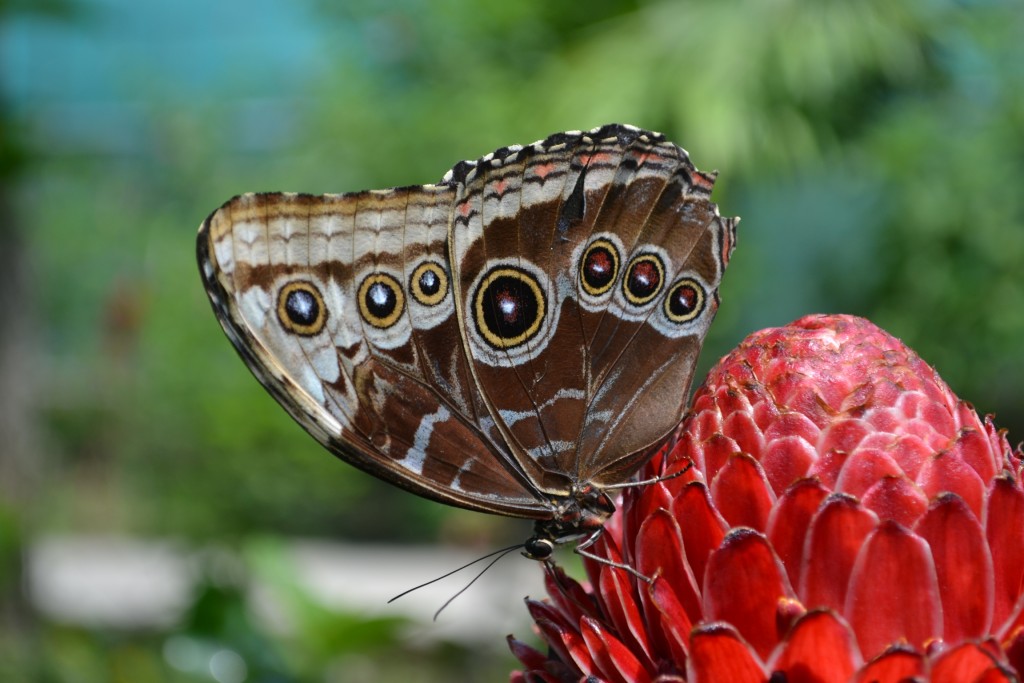 Foto: Terrariun,  Jardin De Mariposas - Alajuela, Costa Rica