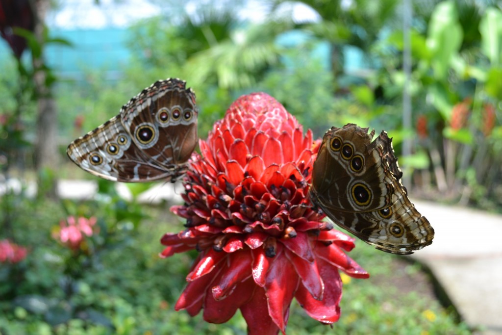 Foto: Terrariun,  Jardin De Mariposas - Alajuela, Costa Rica