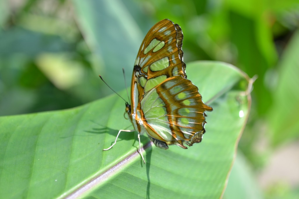 Foto: Terrariun, Jardin De Mariposas, - La Garita (Alajuela), Costa Rica