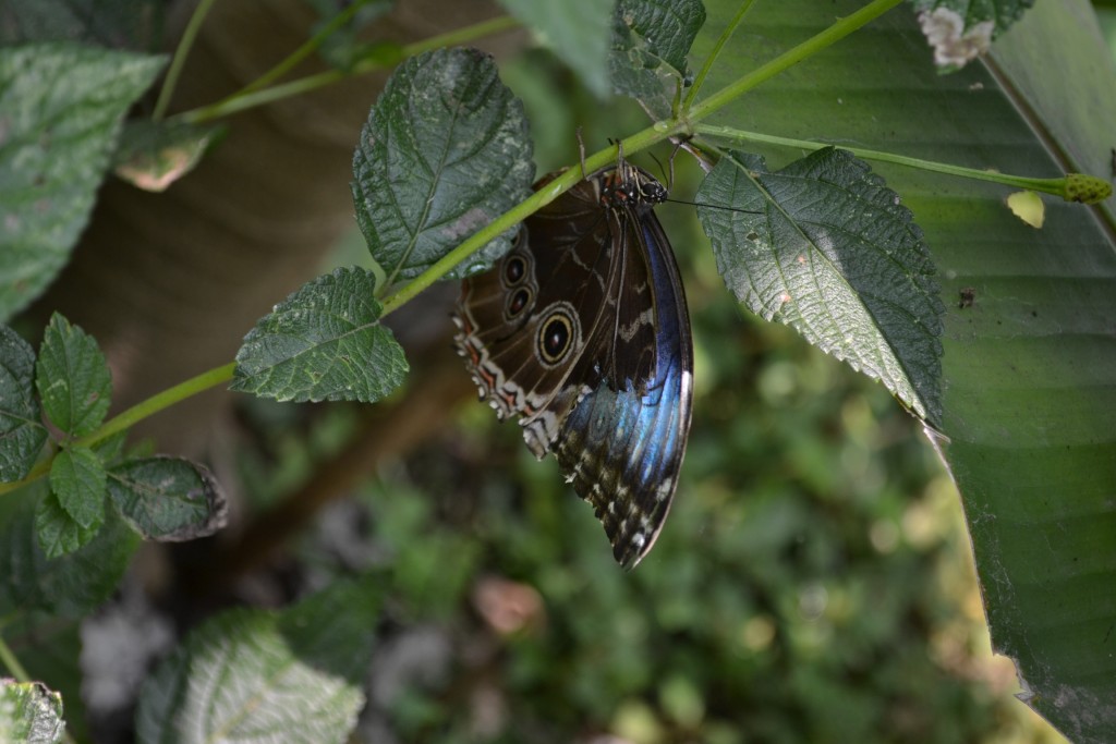 Foto: Terrariun, Jardin De Mariposas, - La Garita (Alajuela), Costa Rica