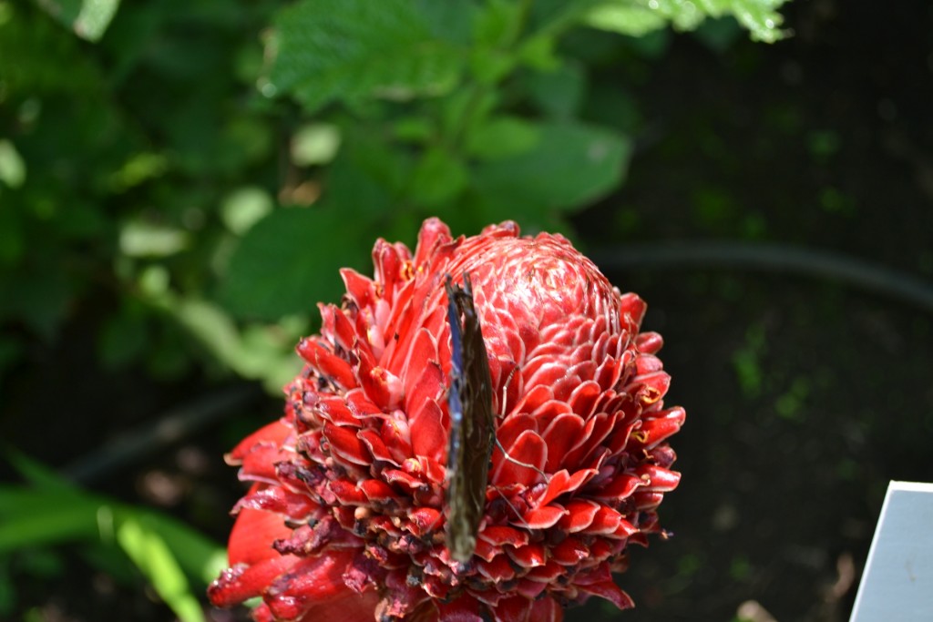 Foto: Terrariun, Jardin De Mariposas, - La Garita (Alajuela), Costa Rica