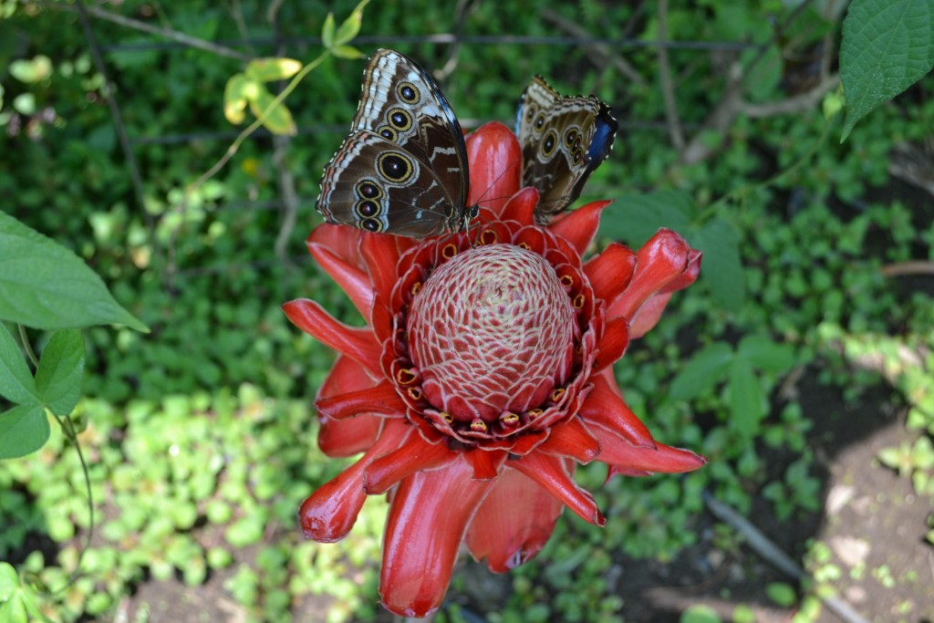 Foto: Terrariun, Jardin De Mariposas, - La Garita (Alajuela), Costa Rica