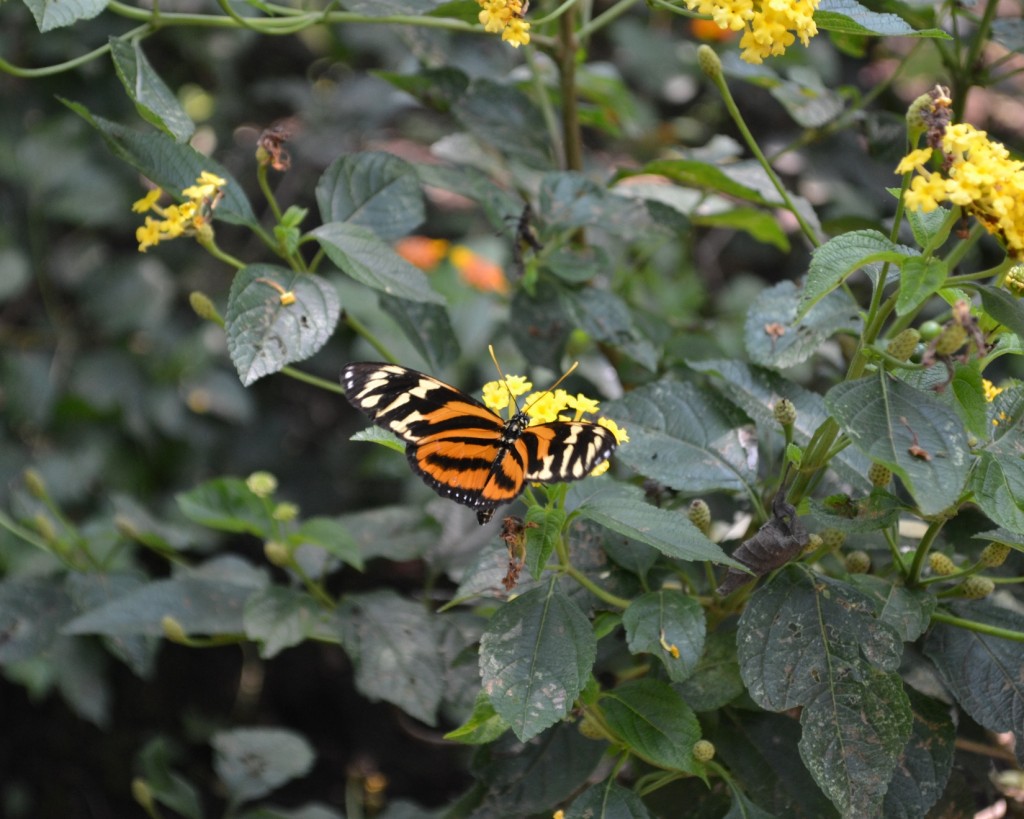 Foto: Terrariun, Jardin De Mariposas, - La Garita (Alajuela), Costa Rica