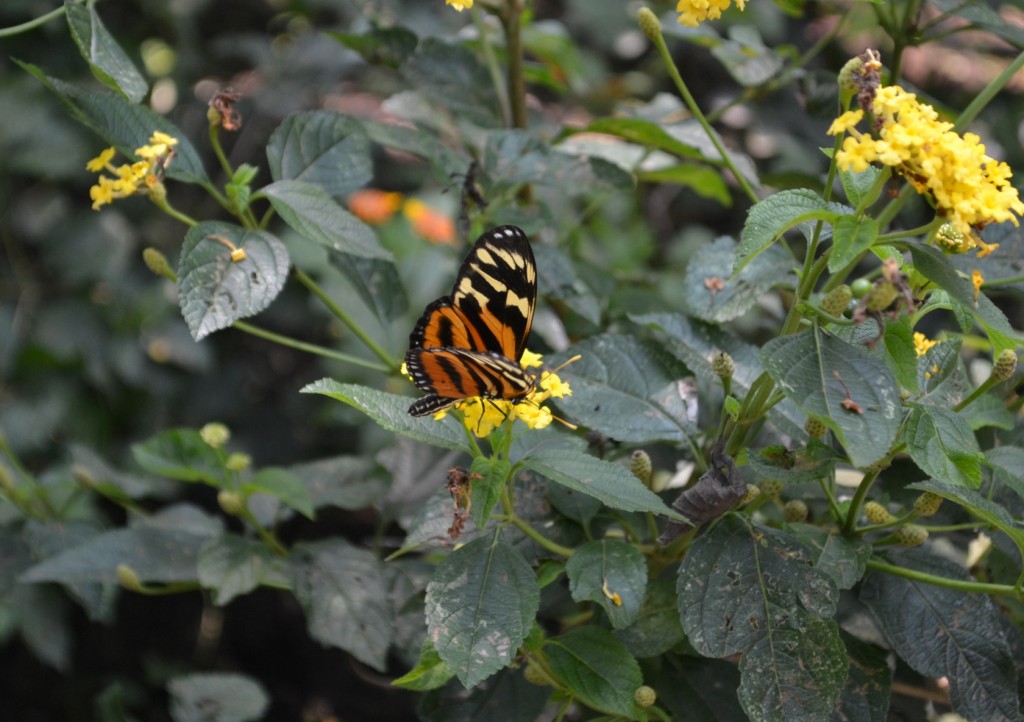 Foto: Terrariun, Jardin De Mariposas, - La Garita (Alajuela), Costa Rica