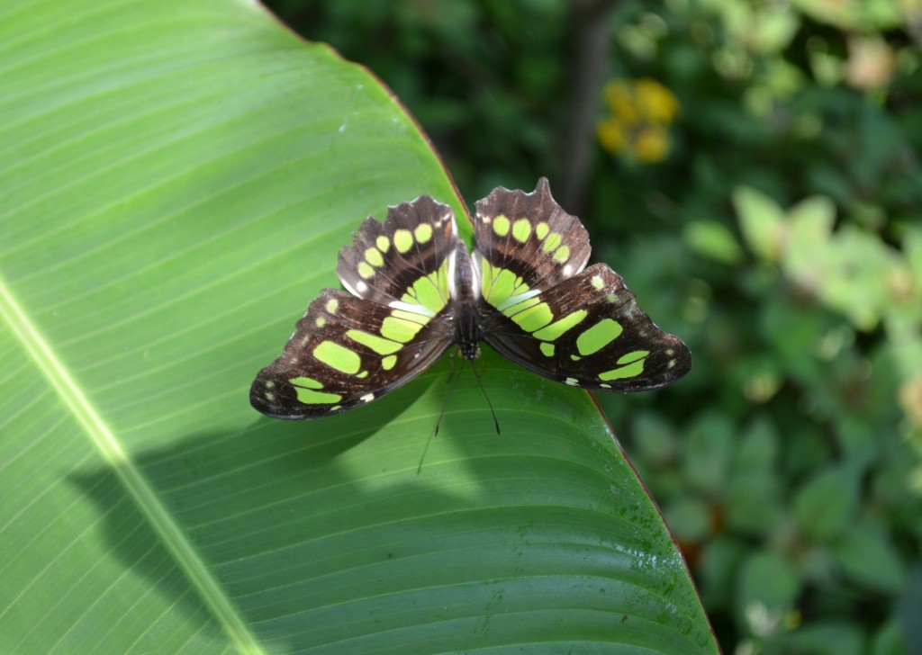 Foto: Terrariun, Jardin De Mariposas, - La Garita (Alajuela), Costa Rica