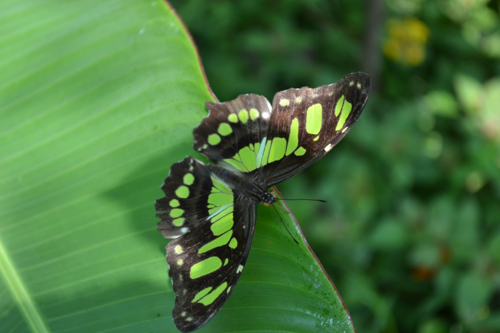 Foto: Terrariun, Jardin De Mariposas, - La Garita (Alajuela), Costa Rica