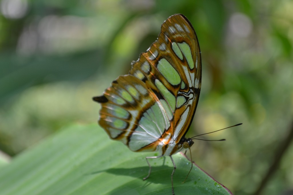 Foto: Terrariun, Jardin De Mariposas, - La Garita (Alajuela), Costa Rica