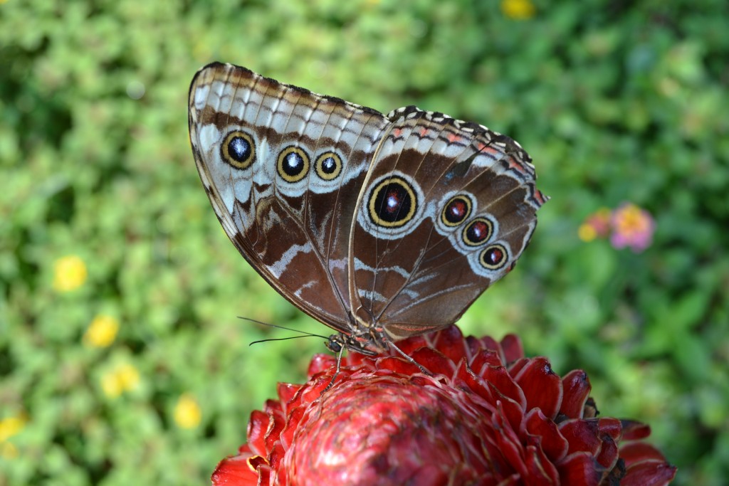 Foto: Terrariun, Jardin De Mariposas, - La Garita (Alajuela), Costa Rica