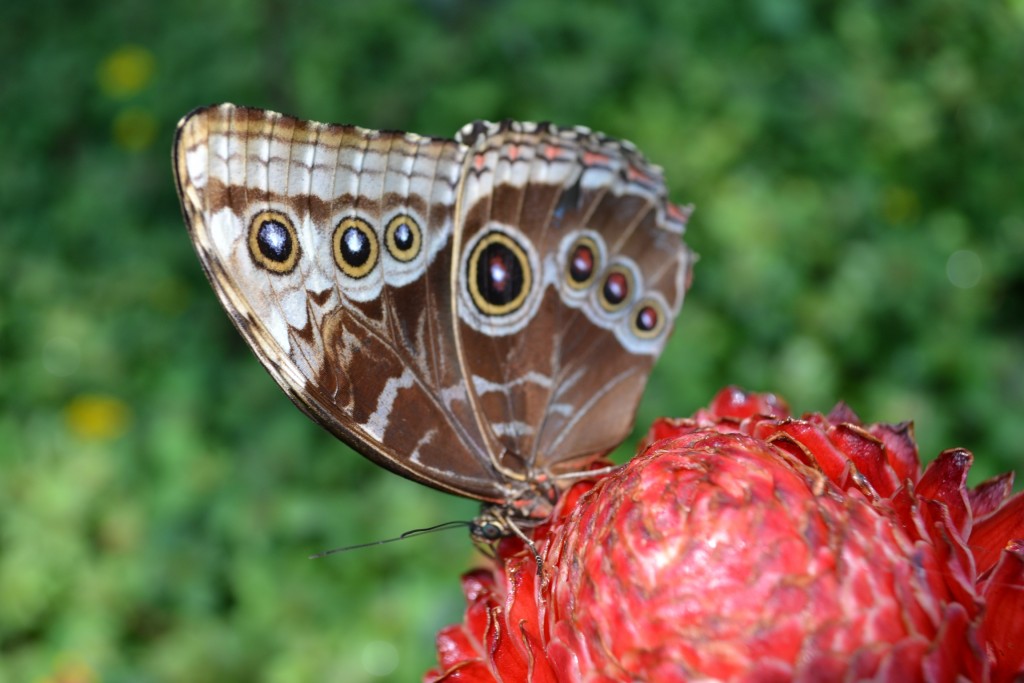 Foto: Terrariun, Jardin De Mariposas, - La Garita (Alajuela), Costa Rica