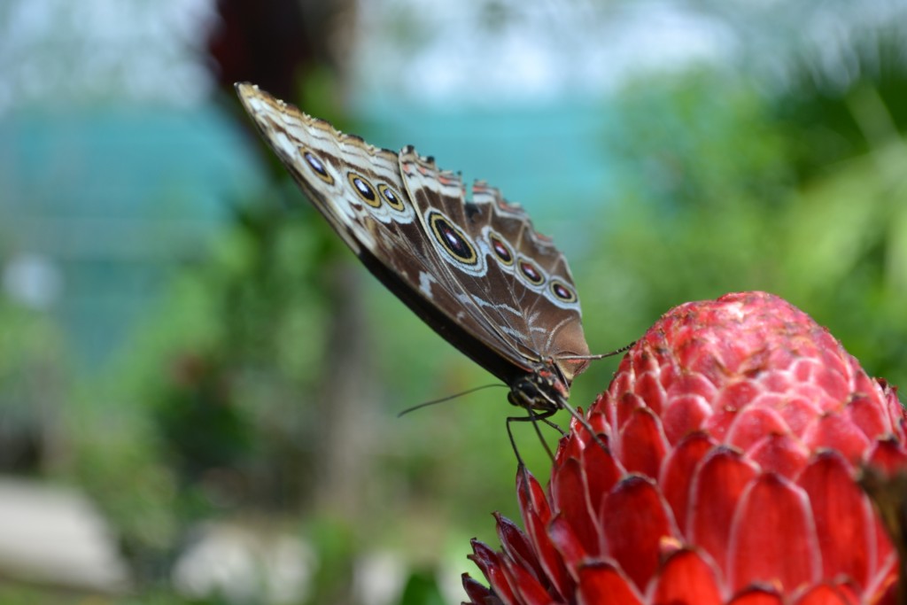 Foto: Terrariun, Jardin De Mariposas, - La Garita (Alajuela), Costa Rica
