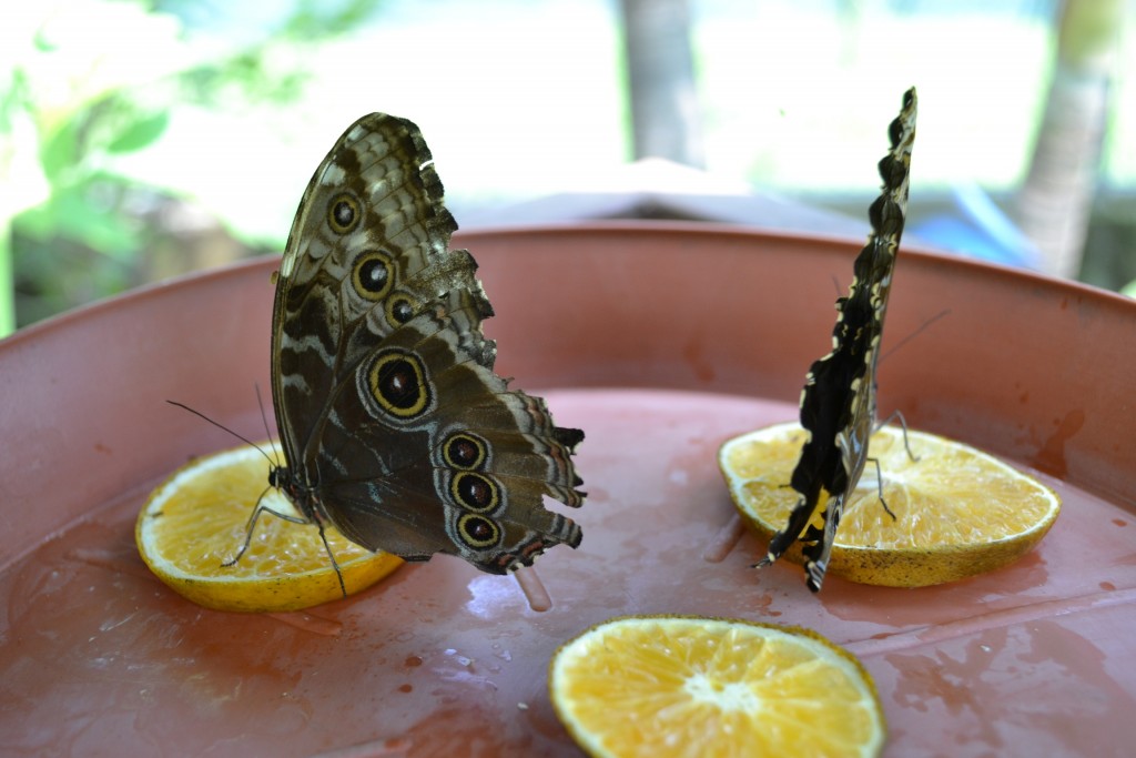 Foto: Terrariun, Jardin De Mariposas, - La Garita (Alajuela), Costa Rica