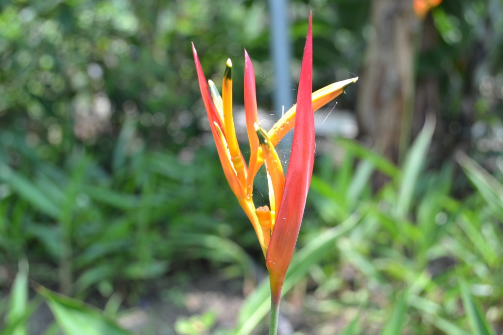 Foto: Terrariun, Jardin De Mariposas, - La Garita (Alajuela), Costa Rica