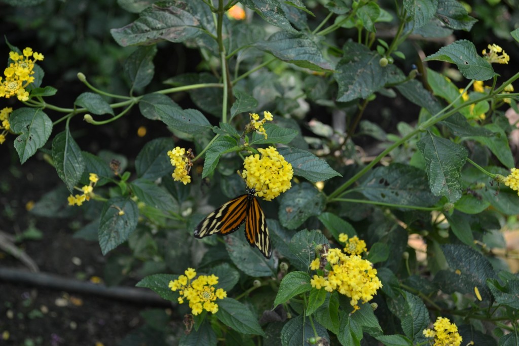 Foto: Terrariun, Jardin De Mariposas, - La Garita (Alajuela), Costa Rica