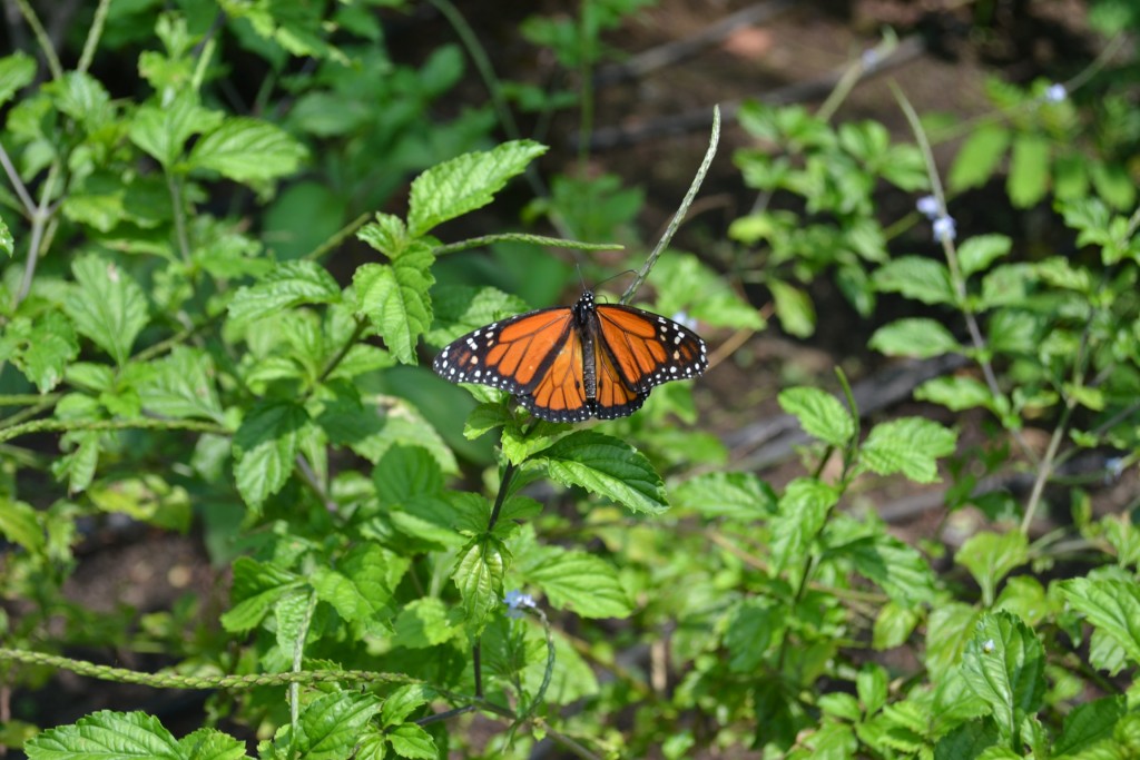 Foto: Terrariun, Jardin De Mariposas, - La Garita (Alajuela), Costa Rica