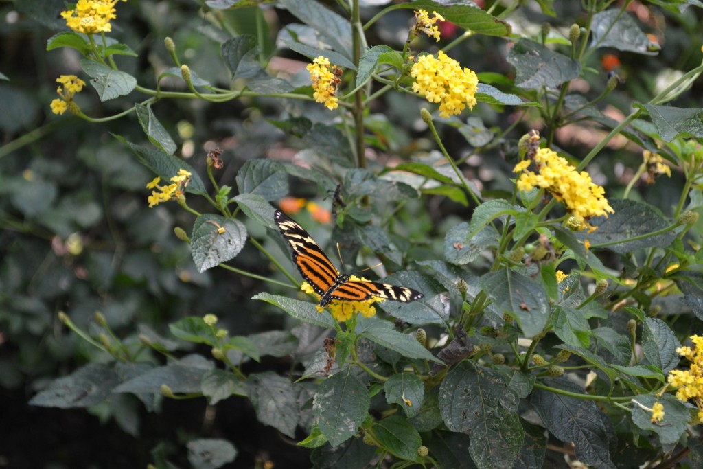 Foto: Terrariun, Jardin De Mariposas, - La Garita (Alajuela), Costa Rica