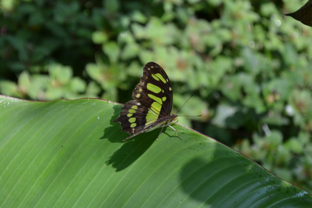 Foto: Terrariun, Jardin De Mariposas, - La Garita (Alajuela), Costa Rica